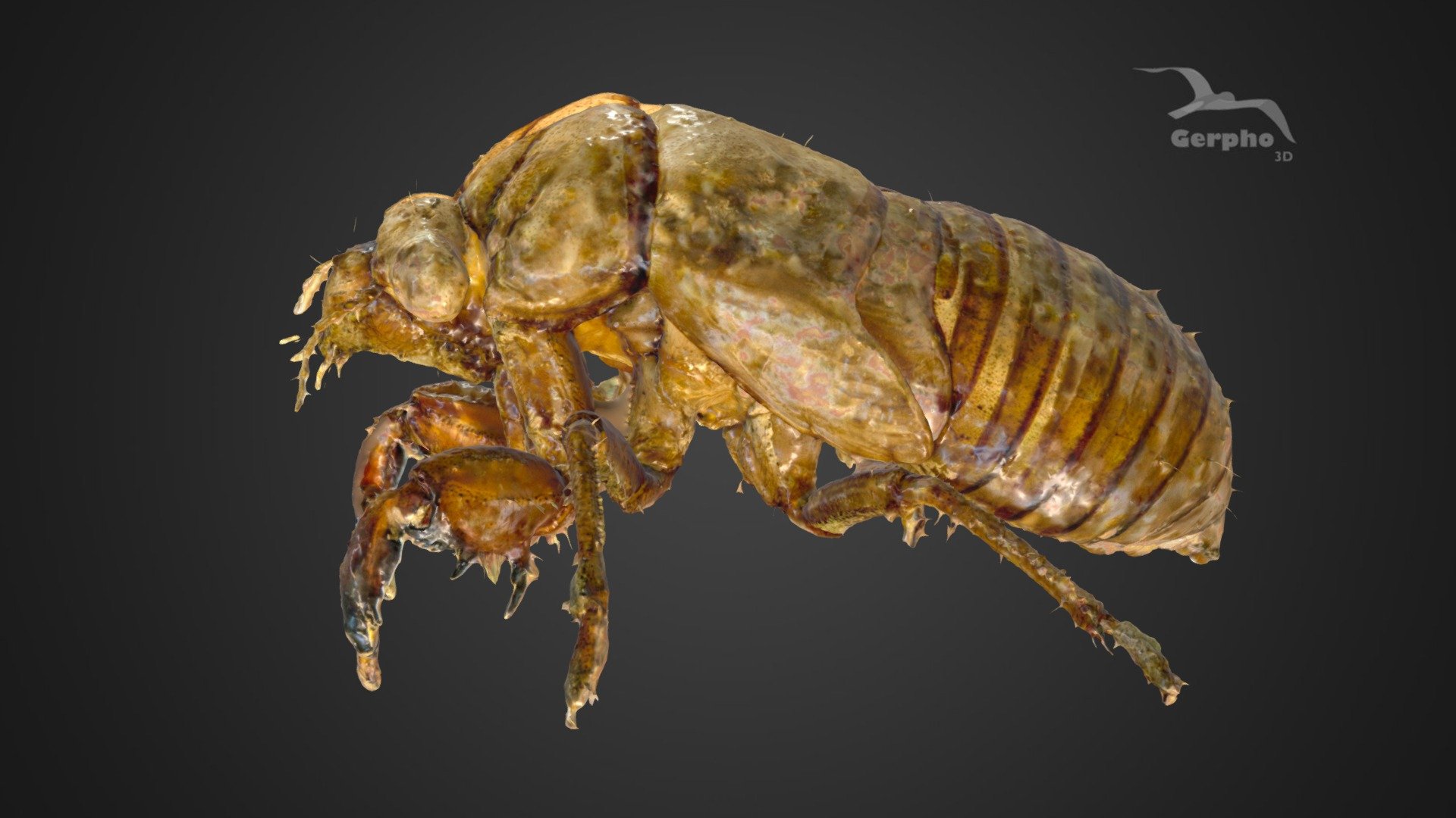 Exoskeleton of a Cicada (mue de Cigale)- scan