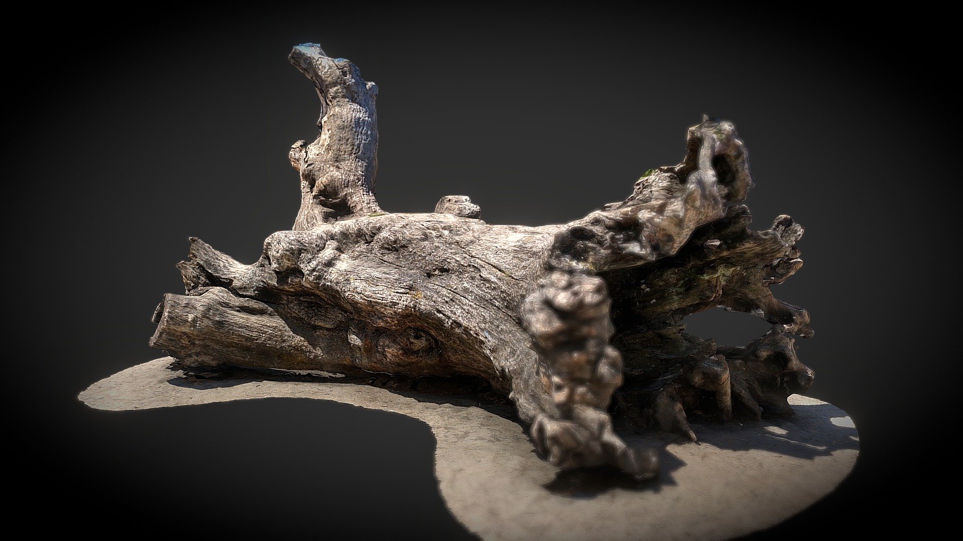 Fallen Trunk – Photogrammetry Test 4