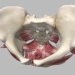 Female Pelvic Floor Muscles