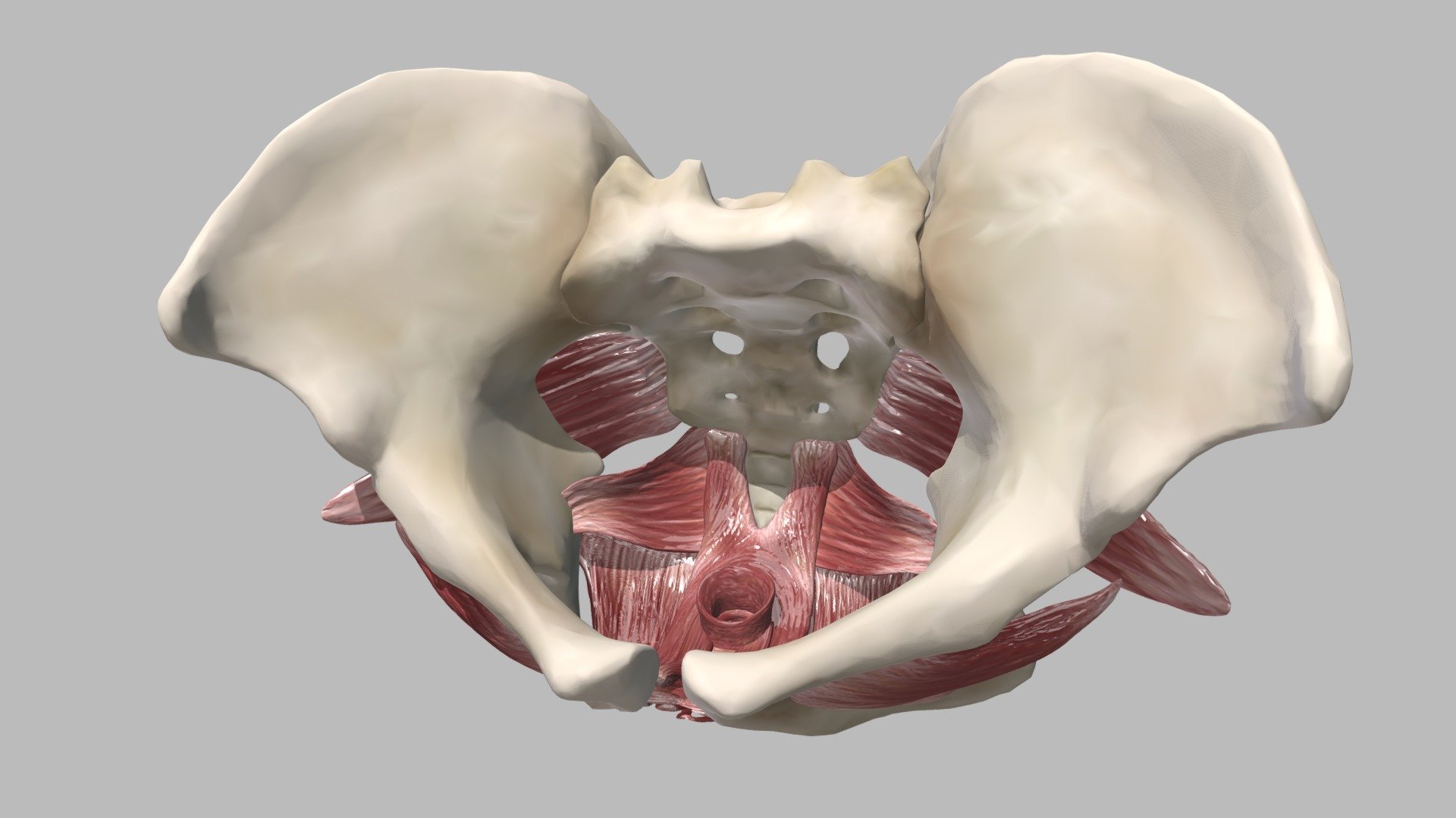 Female Pelvic Floor Muscles