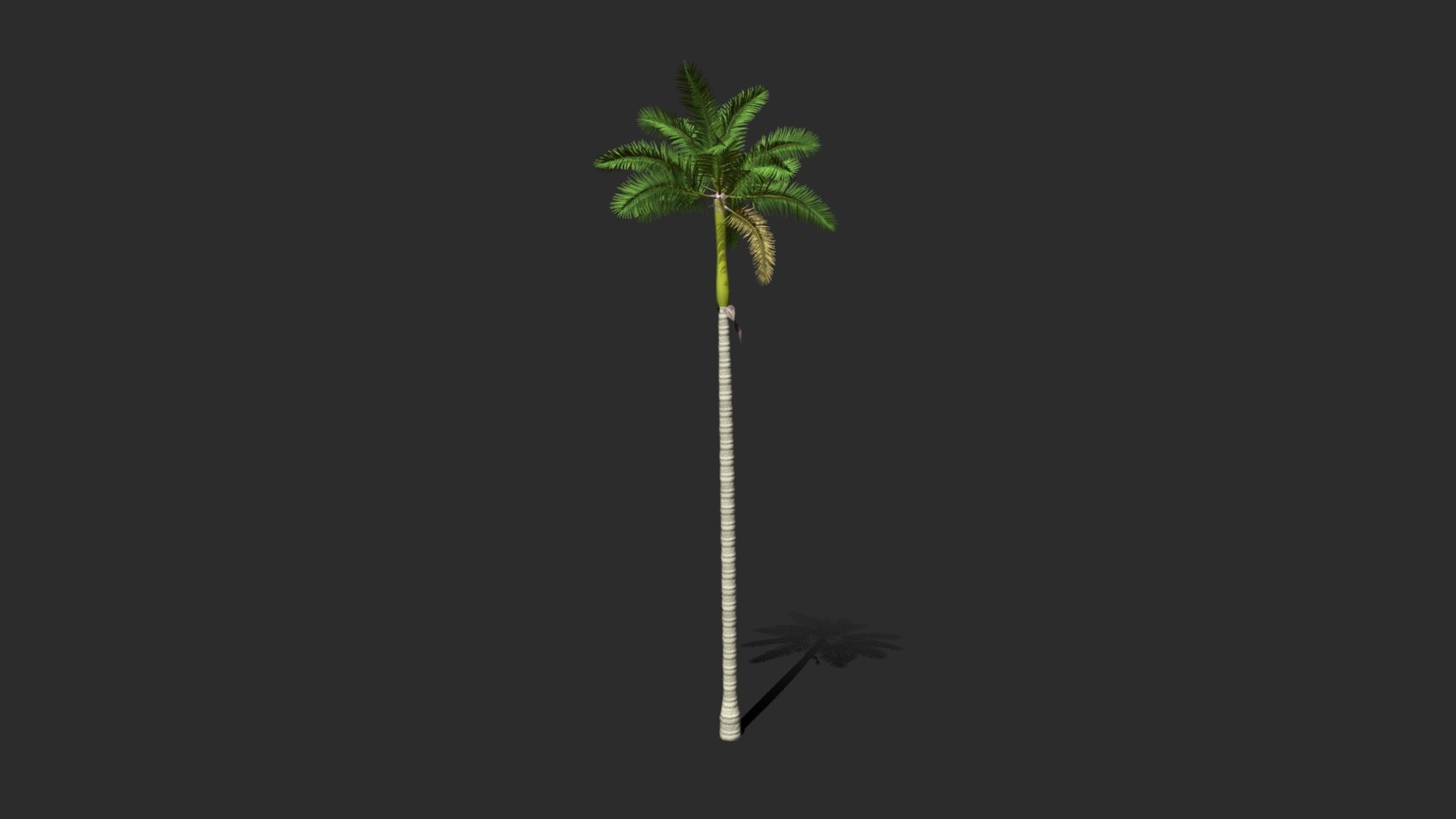 Florida Royal Palm Tree