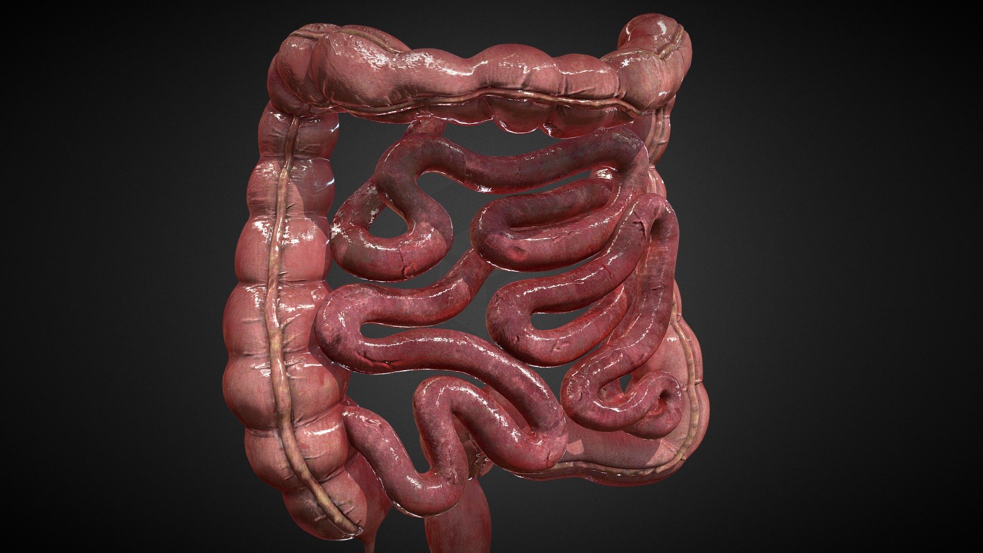 Human Intestines
