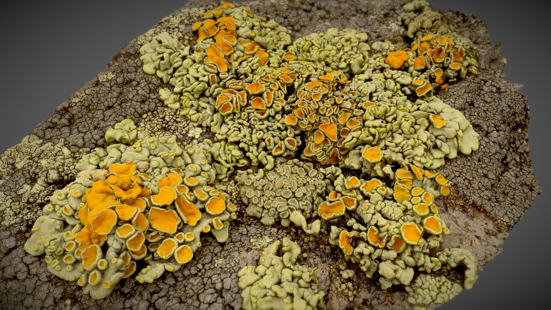Lichen Macro Scan – Valles Caldera, New Mexico