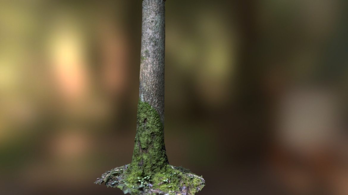 mossy tree trunk 3d model
