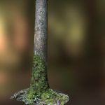 Mossy tree trunk