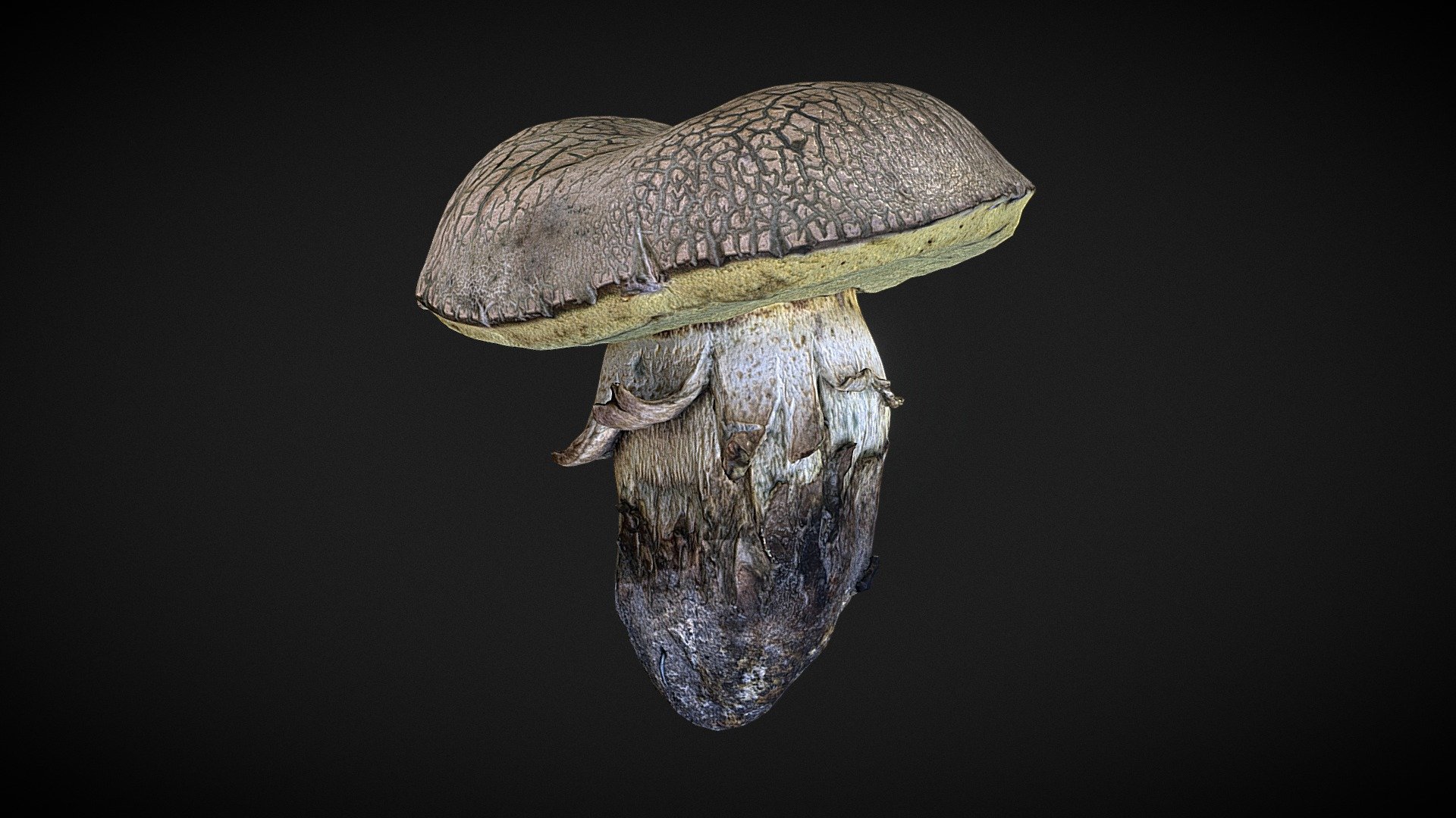 mushroom 15