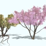 My Blossom Sakura ( Cherry ) and Beech tree