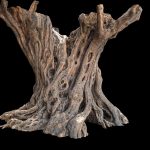 Old Olive Tree Trunk