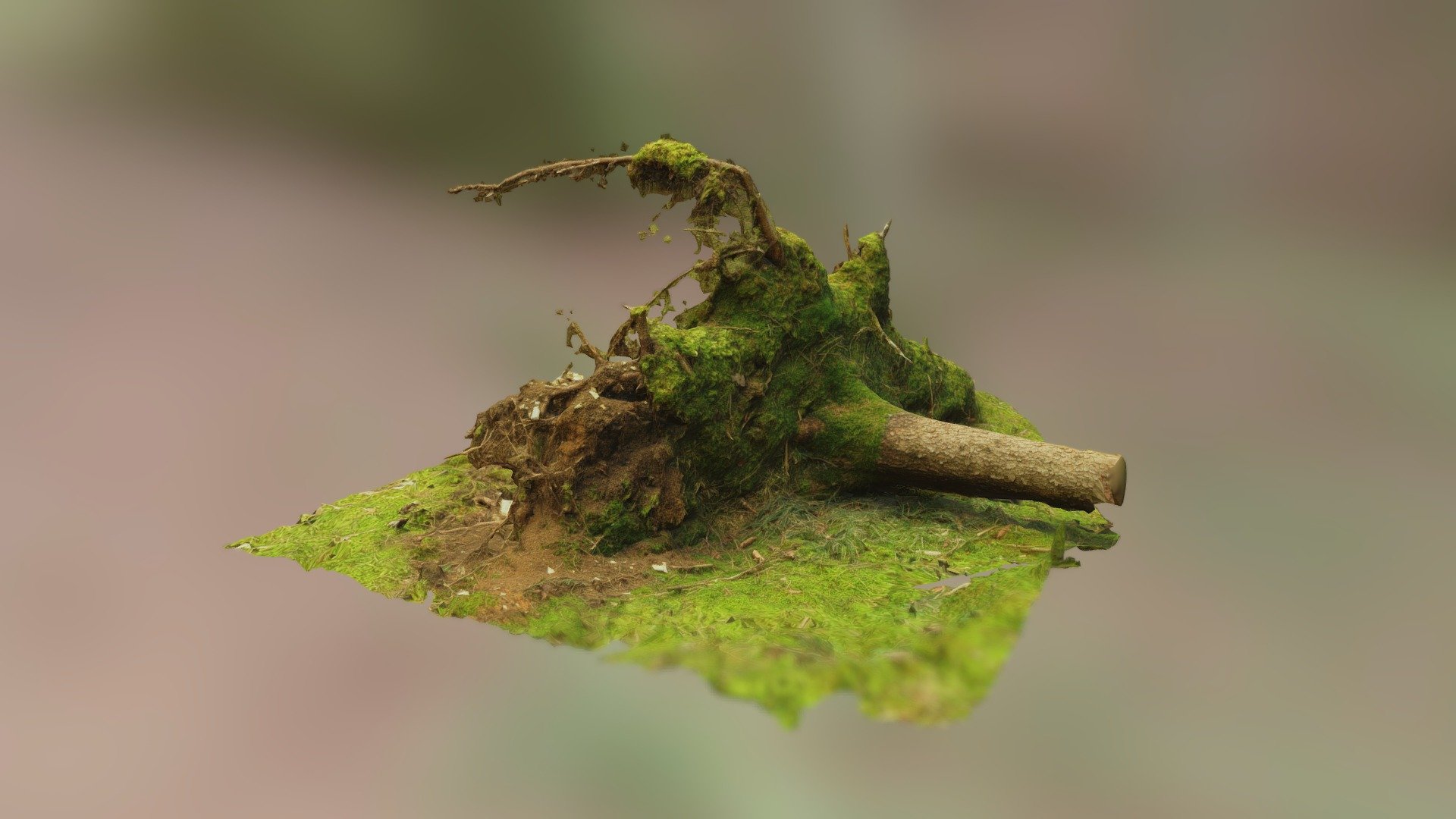 Old Spruce Tree