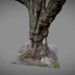 Old tree