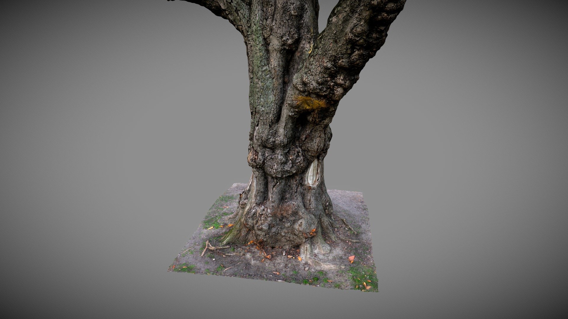 Old tree