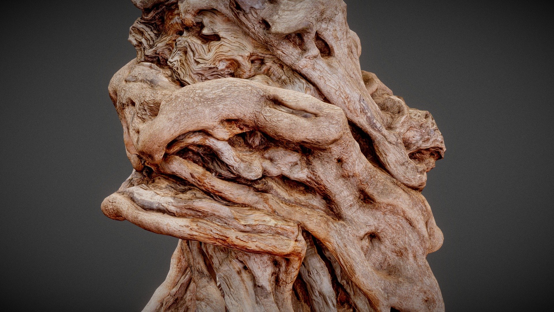 Olive Tree Trunk