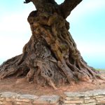 Olive tree