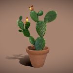 Opuntia Cactus