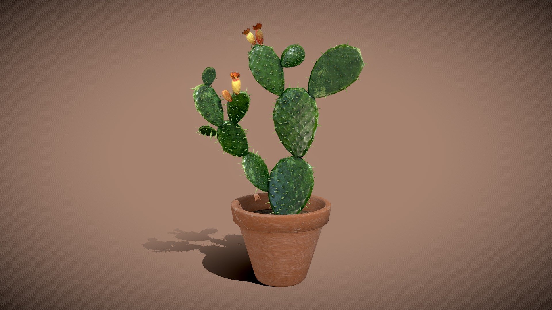 Opuntia Cactus