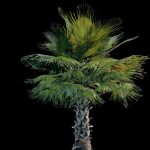 Palm tree – medium sized