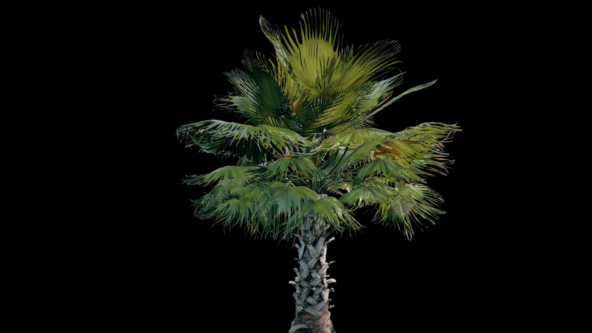 Palm tree – medium sized