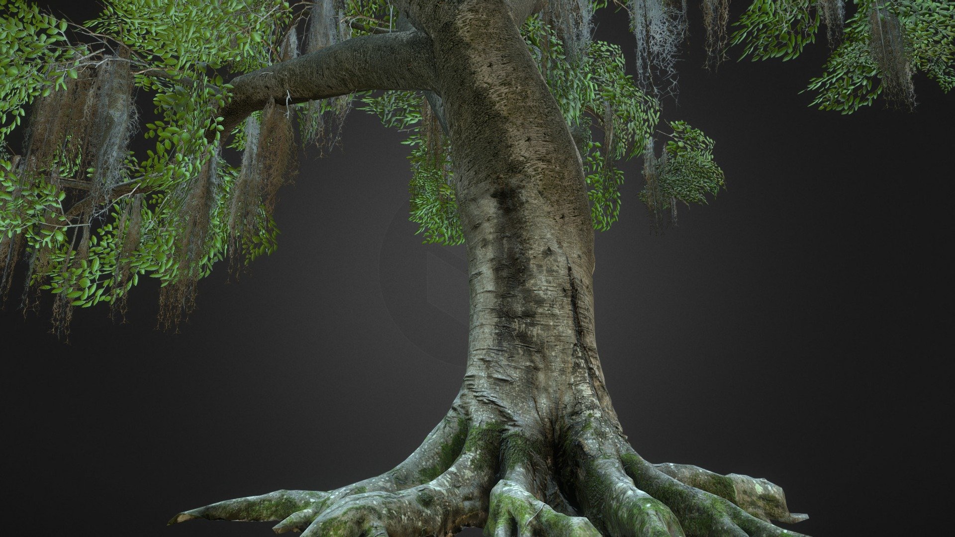 Photoscanned Beech Tree