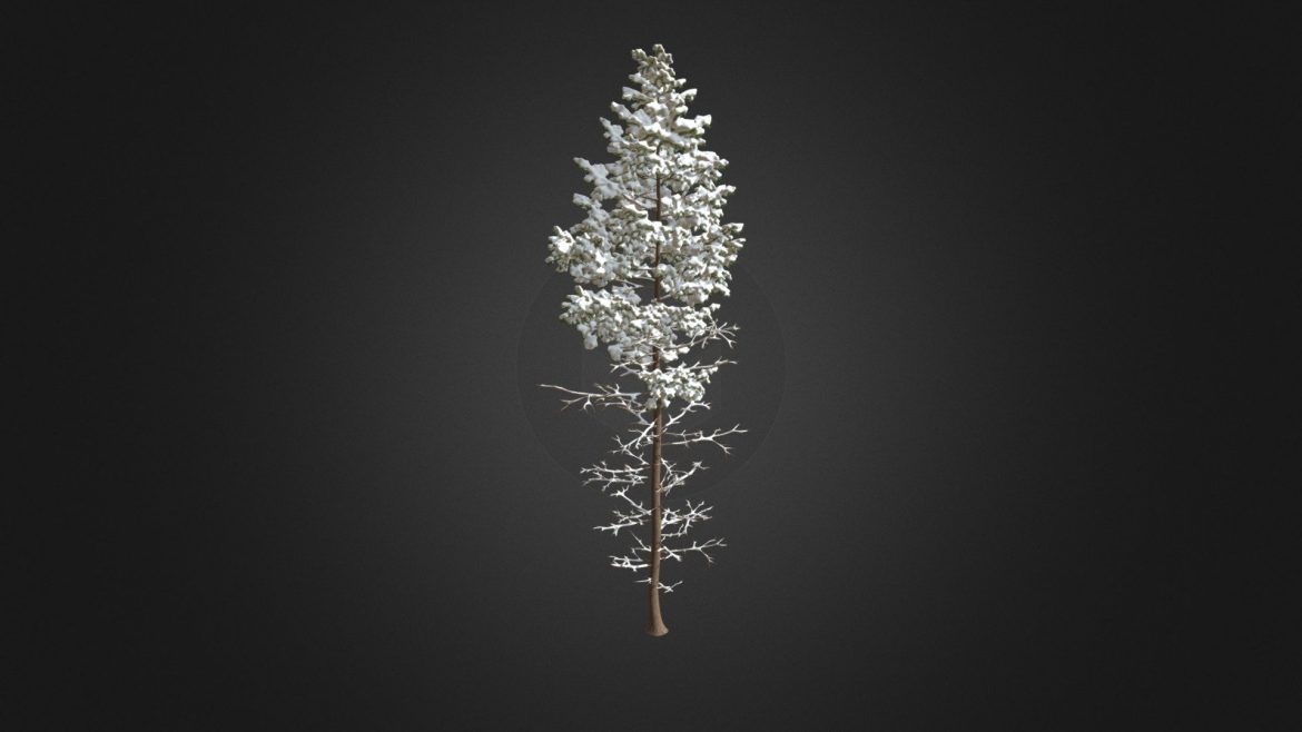 pine tree with snow 3d model 16m