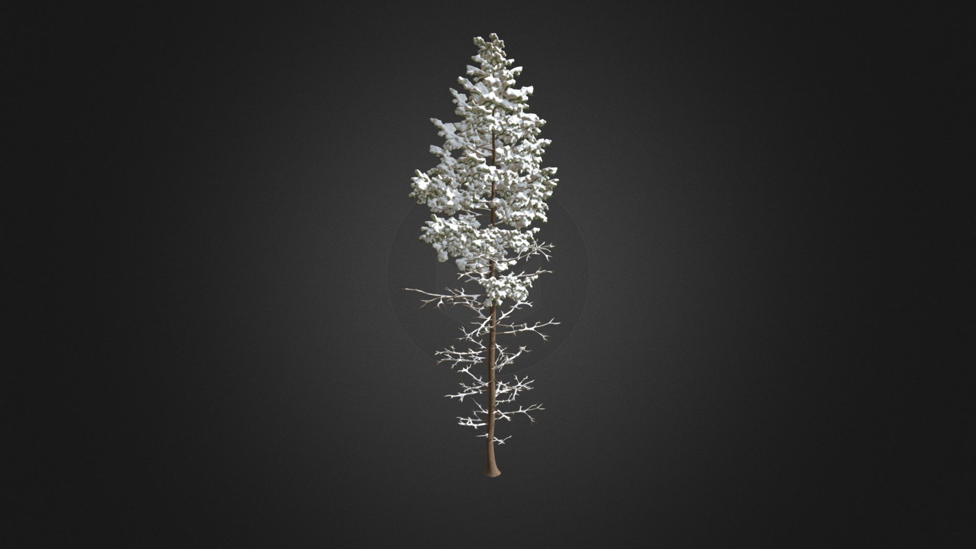 Pine Tree with Snow 3D Model 16m