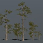 Pine Trees Forest