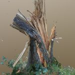 split tree 3d model