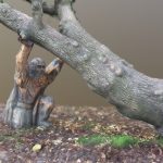‘The Fight Against Falling Trees’