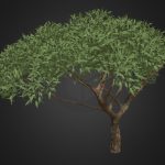 Thorn Tree
