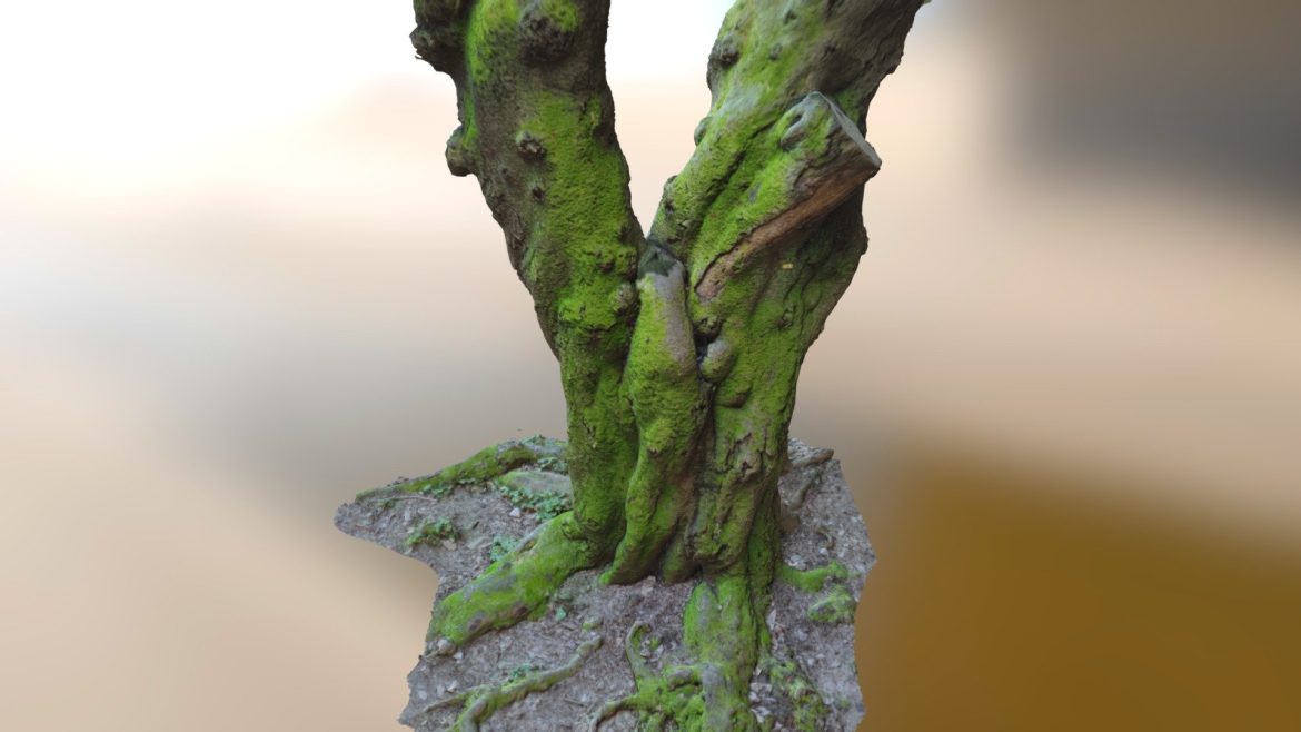 tokyo park tree scan 3d model