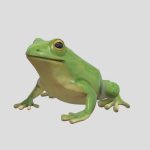 Tree Frog