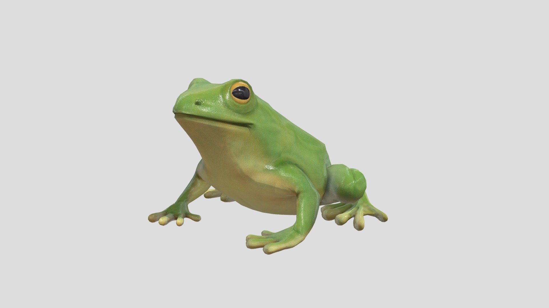 Tree Frog