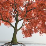 Tree Maple 02