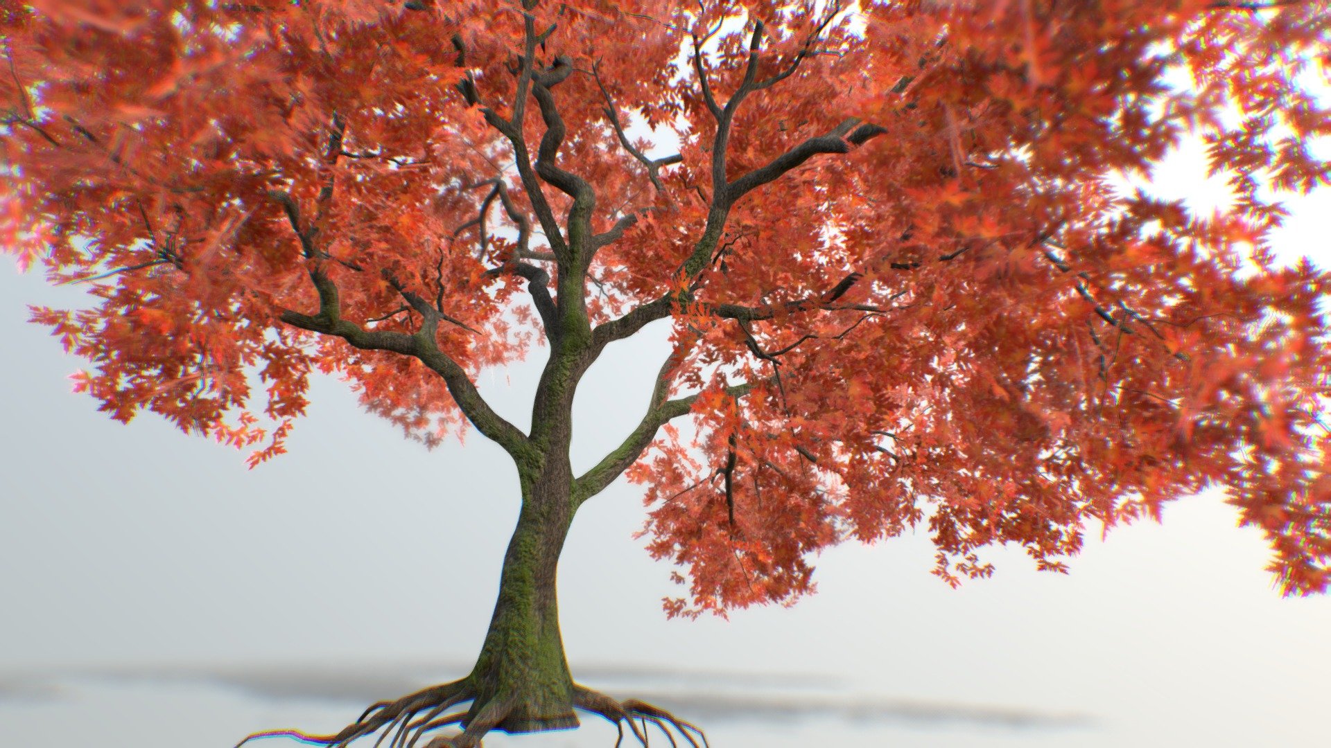 Tree Maple 02