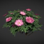 tree peony low poly 3d model