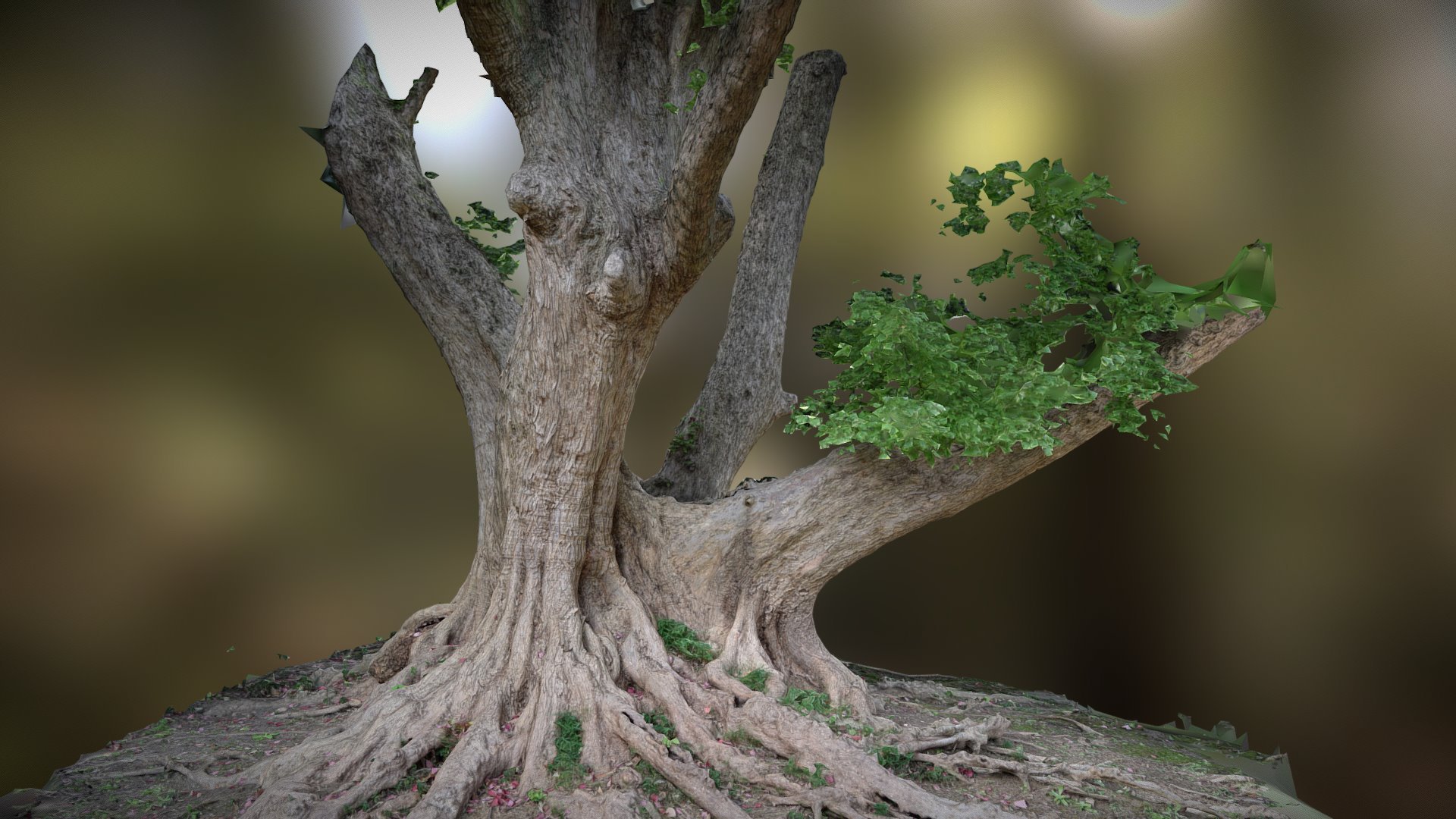 Tree photogrammetry scan