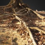 Tree roots