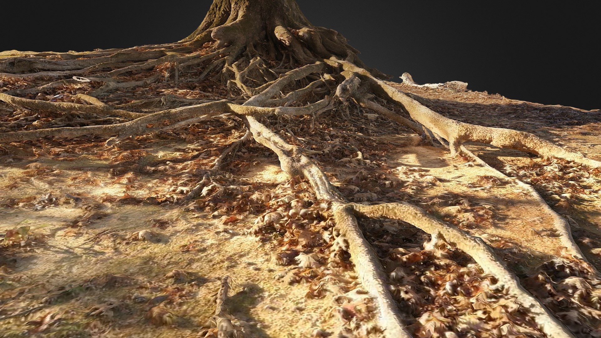 Tree roots