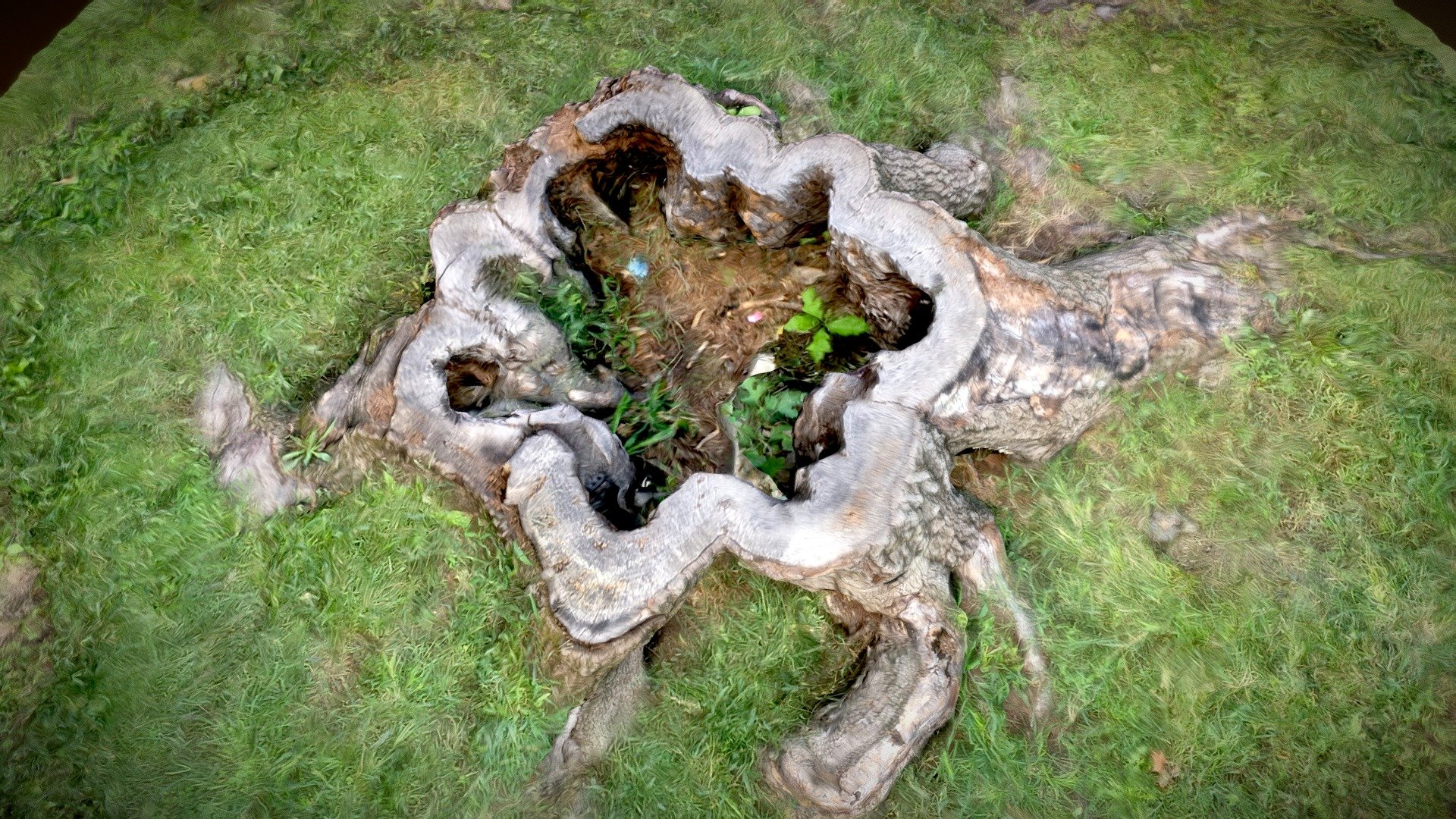 Tree stump