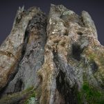 Tree trunk – Zenfone AR Camera