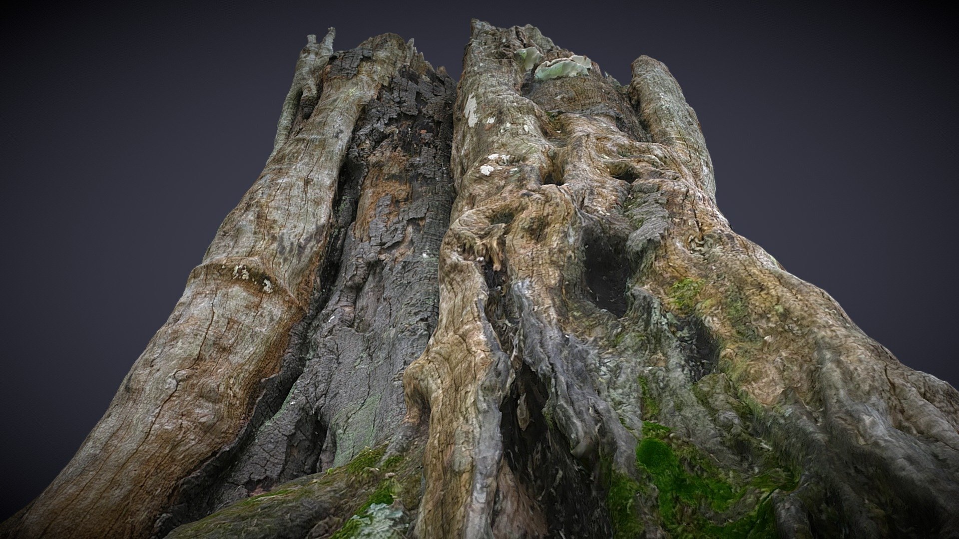Tree trunk – Zenfone AR Camera