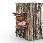 Tree With Mushrooms