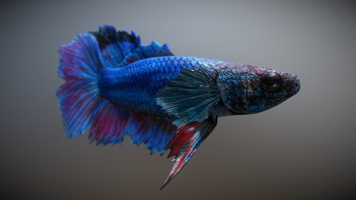 tropical river fish 3 3d model