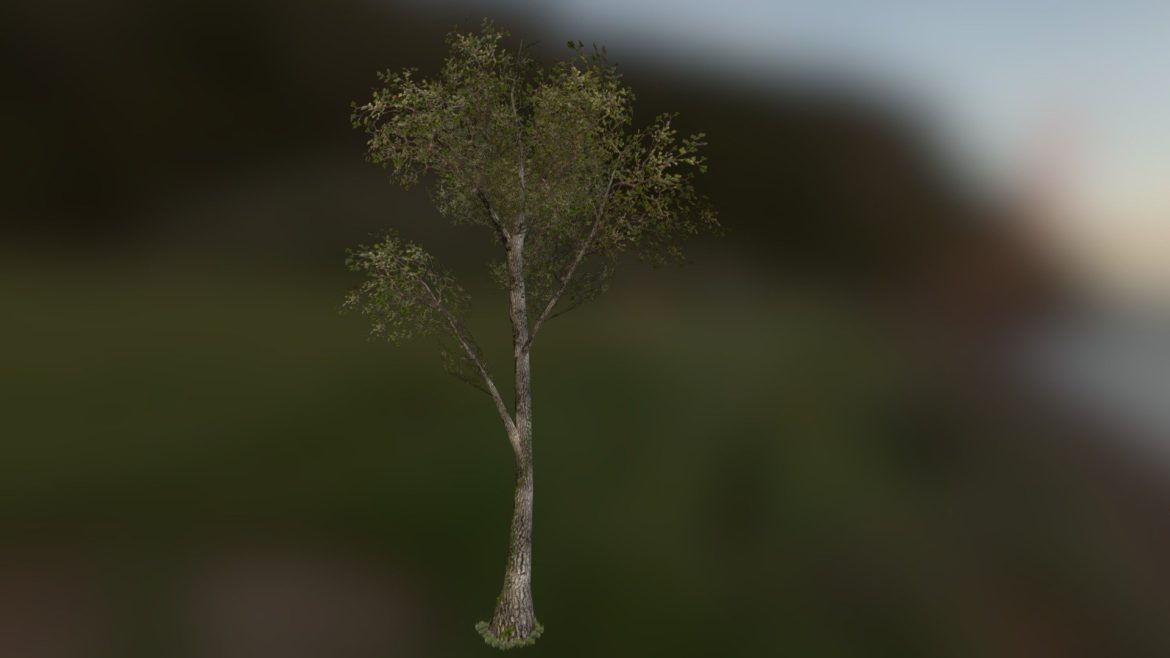 updated low poly generic tree 3d model
