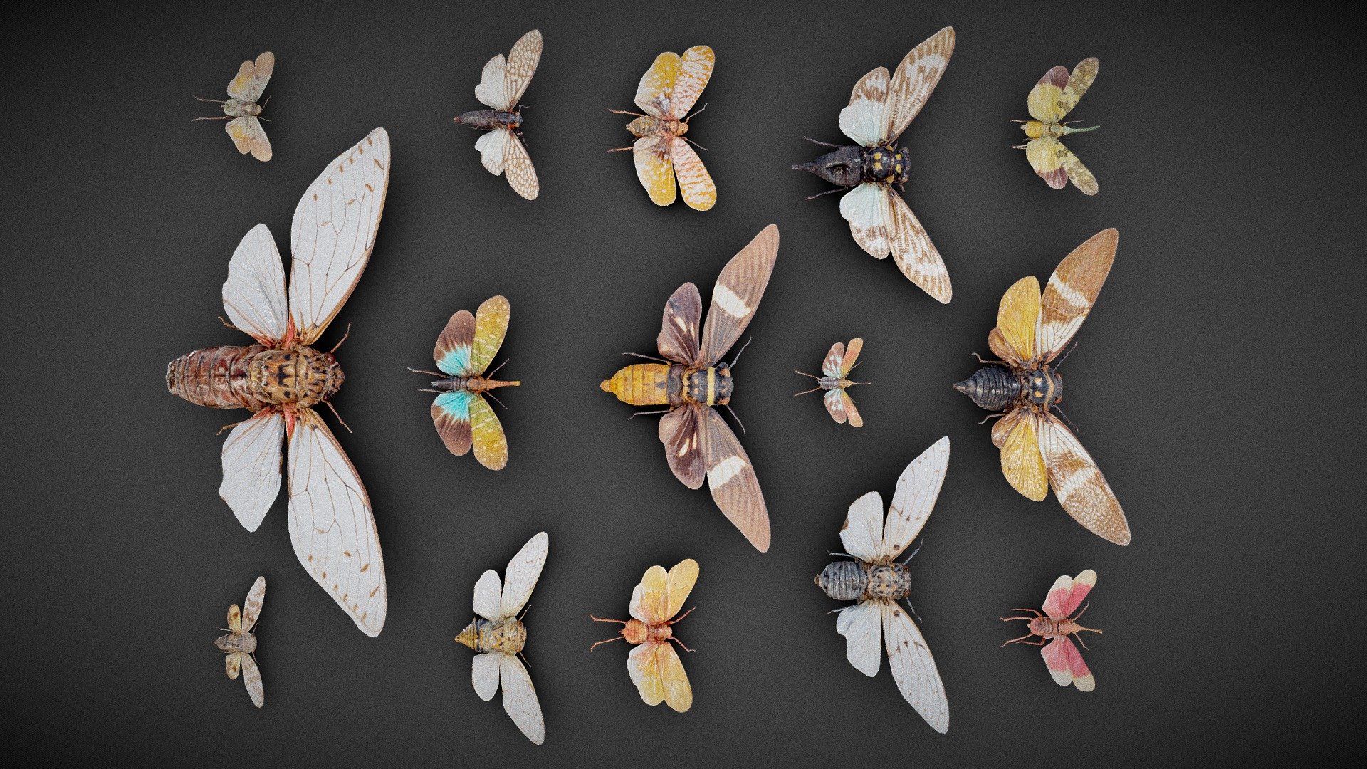 15 Cicadas Collection