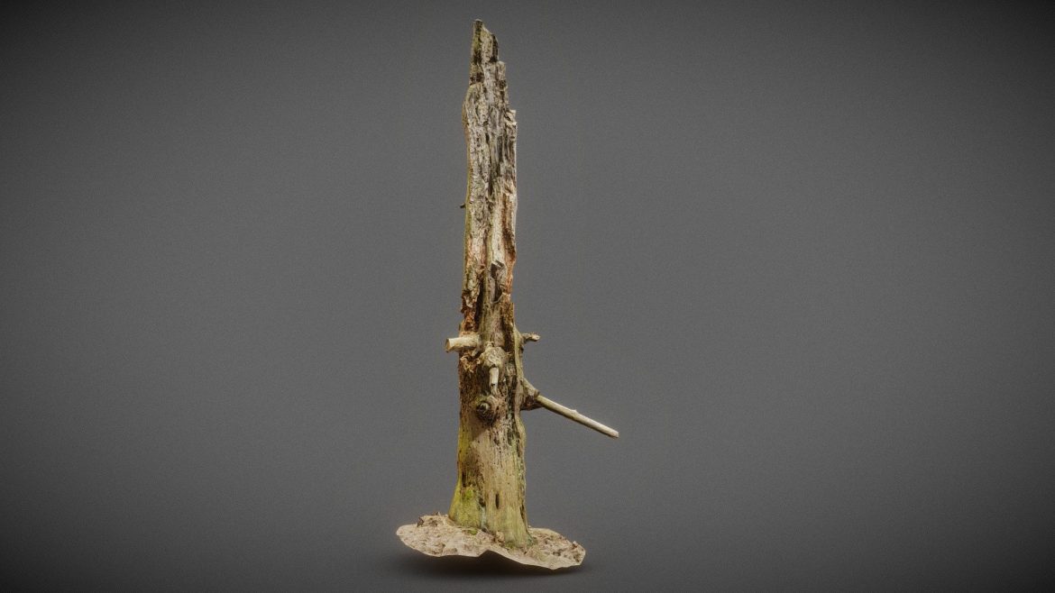 arrow stump bark tree 3d model