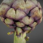 Artichoke