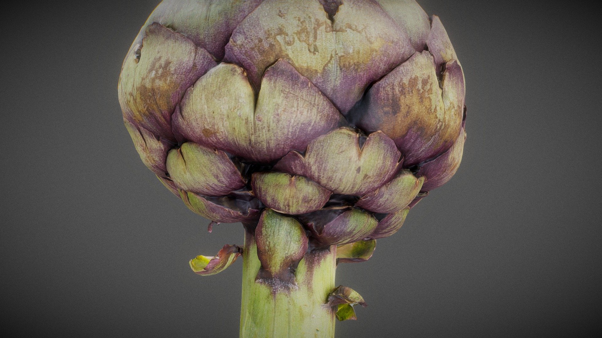 Artichoke