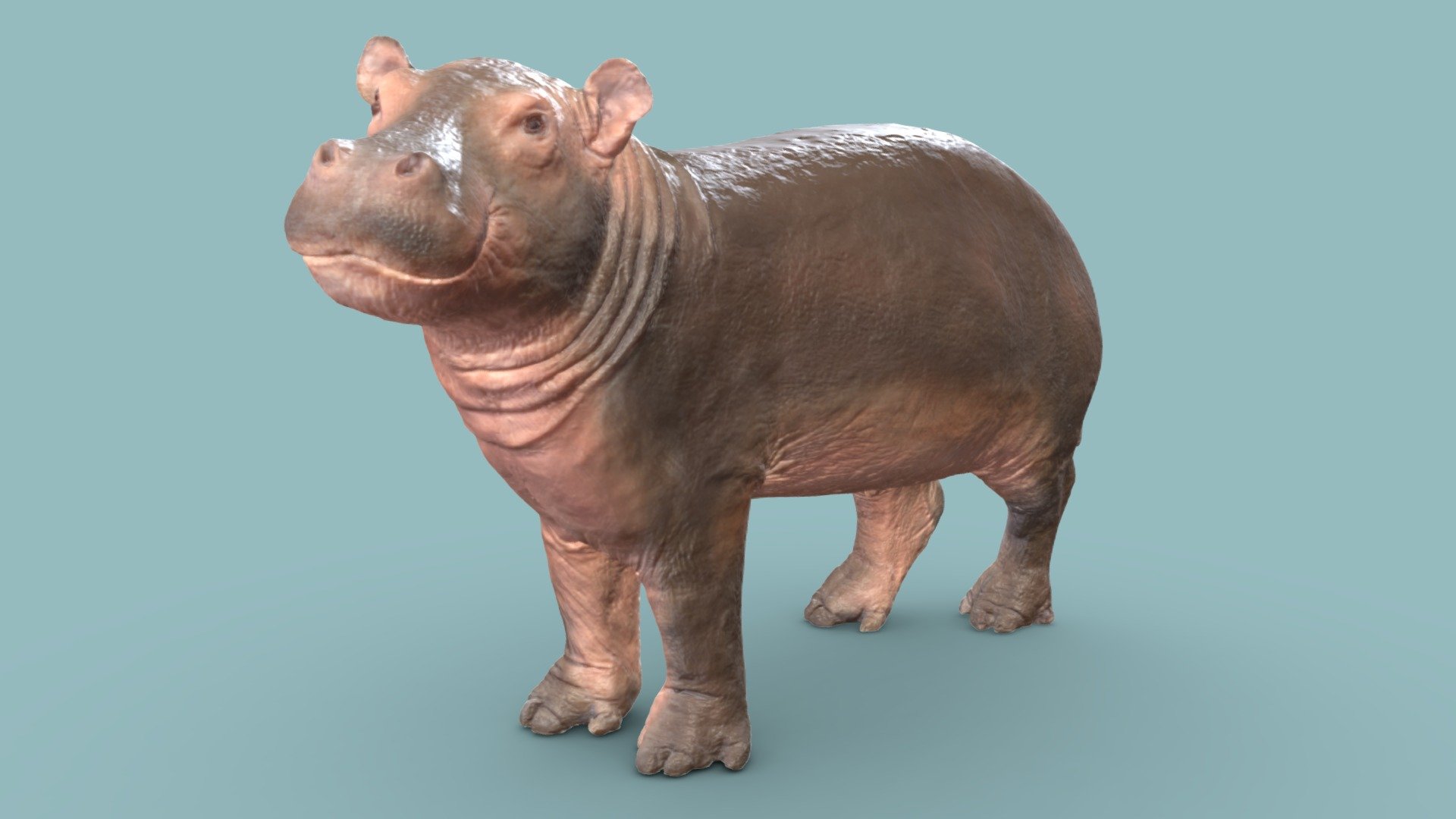 Baby Hippo