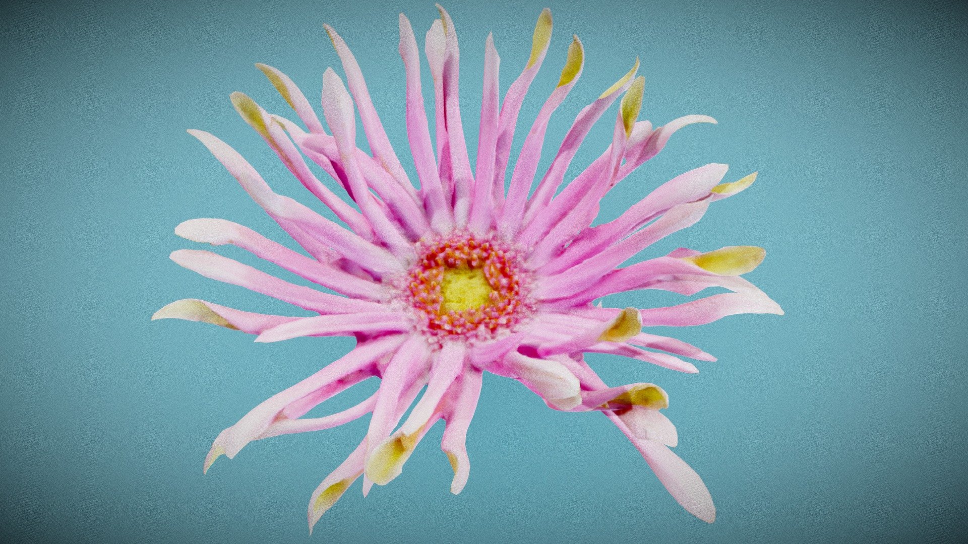 Barberton Daisy Gerbera Jamesonii 2