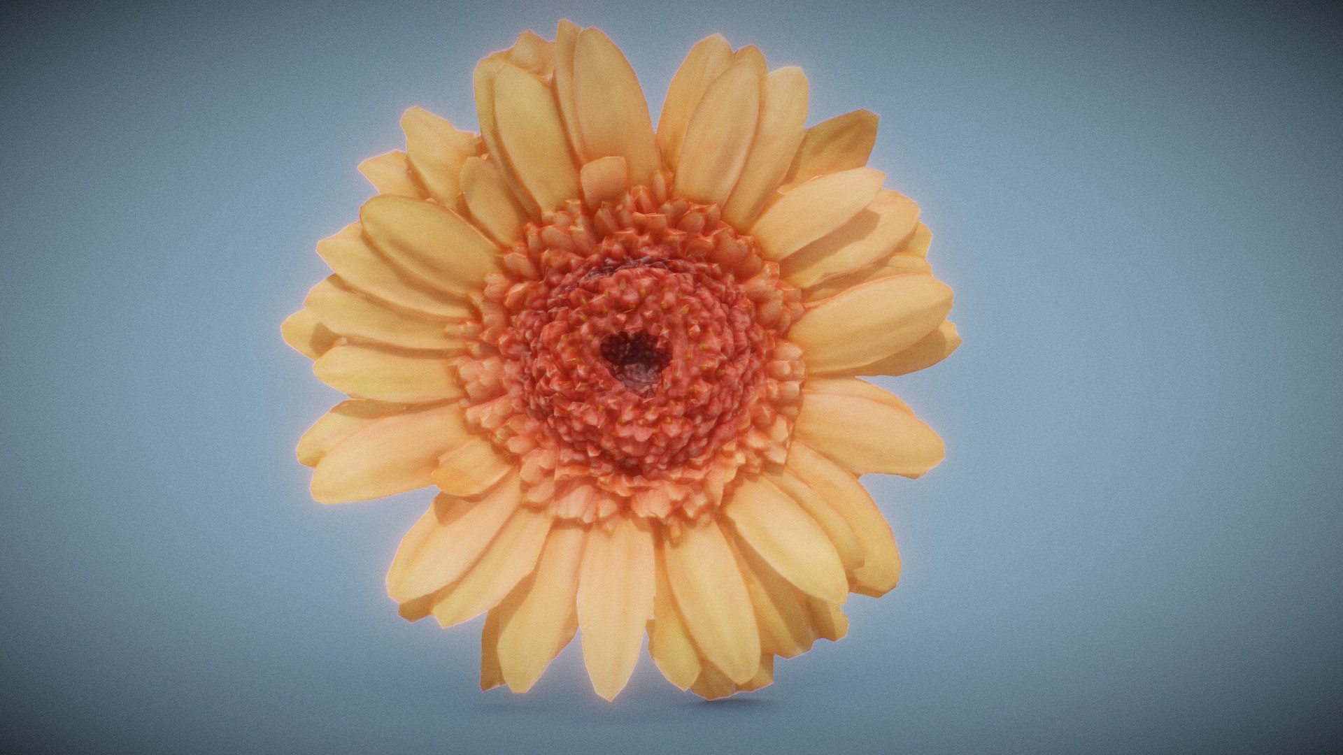 Barberton Daisy Gerbera Jamesonii